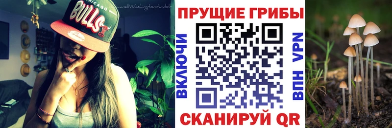 Псилоцибиновые грибы Psilocybe  где купить   Няндома 